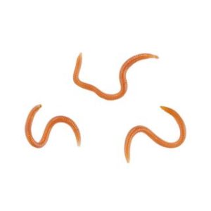 Balzer Fishing Soft Bait-Flavoured Ragworms
